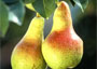 Pears