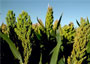 Sorghum