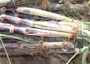 Sugar cane