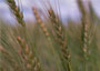 Winter wheat