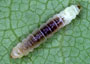 Leaf miner