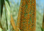 Crown rust