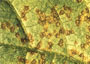 Brown rust