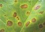 Leaf spot