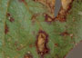 Ascochyta blight