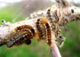 Browntail moth