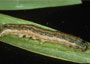 Armyworm